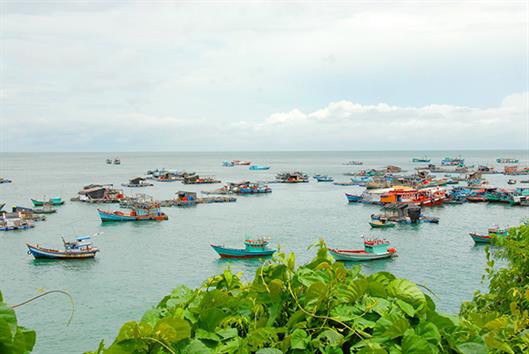 Khá giả nhờ nuôi cá bớp biển