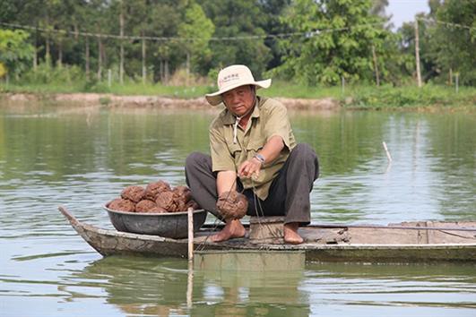 Triển vọng từ nuôi cá linh non, cá chạch lấu