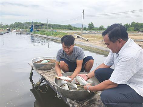 Nuôi cá chim trắng vây vàng, thu hoạch khá giá ổn định