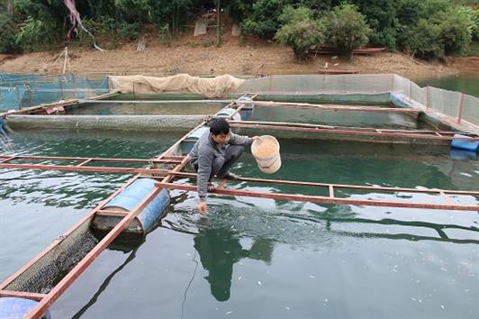 Nuôi cá đặc sản ở hồ thủy điện Sơn La, bán chạy như tôm tươi