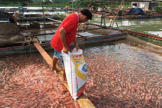 Vĩnh Long: Sản lượng nuôi trồng và khai thác thủy sản giảm trên 15%