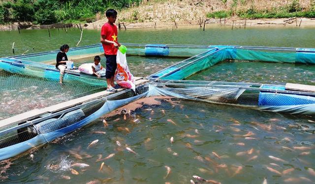 Thoát nghèo nhờ nuôi cá diêu hồng…