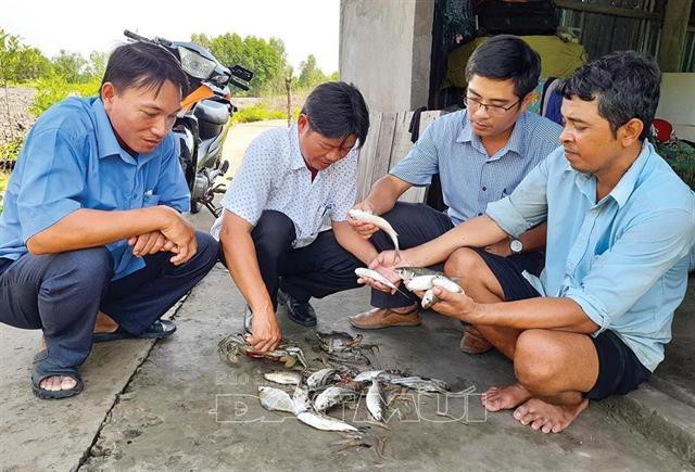 Triển vọng từ mô hình nuôi cá đối mục trong ao tôm