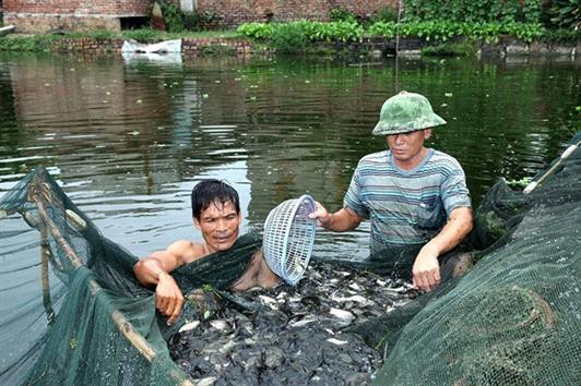 Phát triển vùng chuyên canh giống cho ngành nuôi trồng thuỷ sản