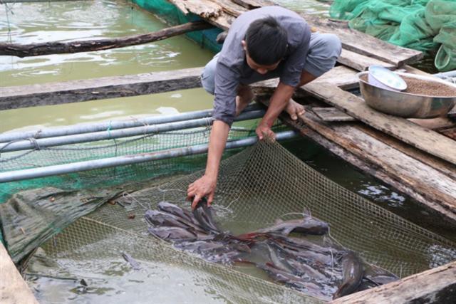 Nuôi thành công loài cá lăng trong lồng