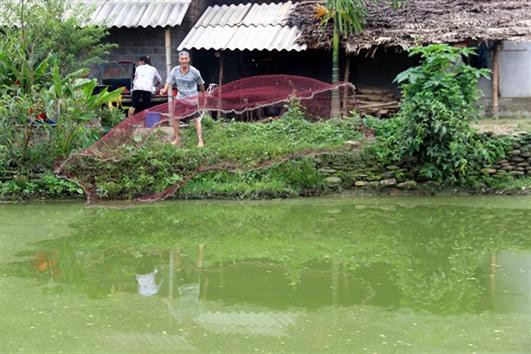 Nuôi cá leo trong ao đất, mô hình cá da trơn nhiều hứa hẹn tại Nghệ An