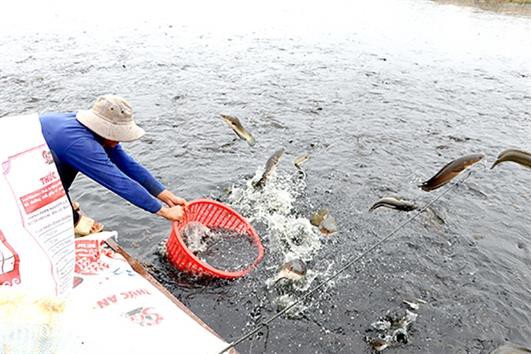 Người nuôi cá nước ngọt lo thị trường cuối năm