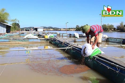 Nhiều hộ nuôi cá lồng ở sông Krông Nô chưa được cấp phép