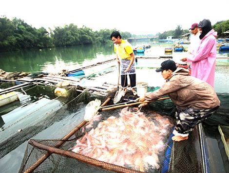 Nuôi cá trong lồng bè mùa bão, lũ: Cần chủ động ứng phó