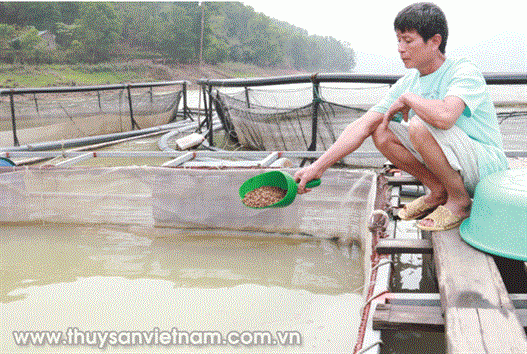 Nâng cao hiệu quả nuôi cá vùng lòng hồ