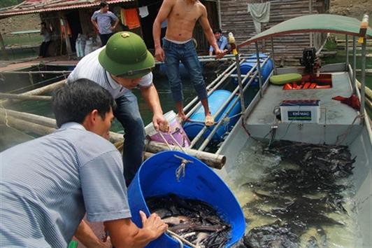 Nuôi cá lồng năng suất cao hơn gần 20 lần so với nuôi ao hồ