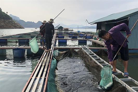 Quỳnh Nhai phát triển nghề nuôi cá lồng