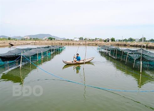 Nuôi tôm khó khăn, bà con chuyển sang nuôi cá khấm khá