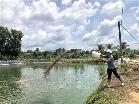 Thu tiền tỷ từ mô hình nuôi cá rô phi Philipines