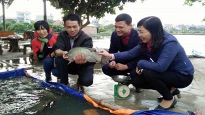 Nuôi cá rô phi VietGAP: Dễ làm, lãi cao, thị trường "màu mỡ"