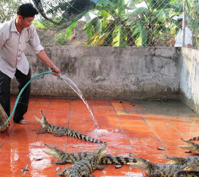 ĐBSCL: Ồ ạt nuôi cá sấu, bất chấp đầu ra