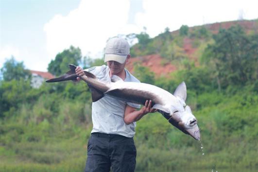 Người đàn ông đánh liều nuôi đàn cá “ngàn đô” trên Cao Nguyên