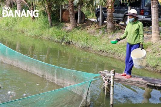 Thu lợi nhuận cao từ mô hình nuôi cá thát lát