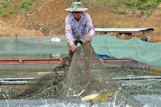 Nghề nuôi cá lồng hồ thủy điện