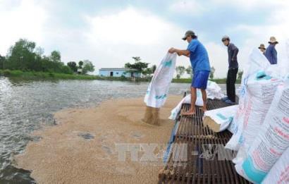 Nuôi cá tra thâm canh ven sông Tiền phục vụ chế biến xuất khẩu