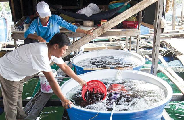 Nông dân góp vốn nuôi cá lồng bè trên biển