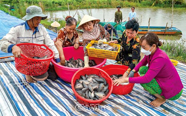 Cà Mau: Nuôi cá trong dèo lưới thu lãi cao