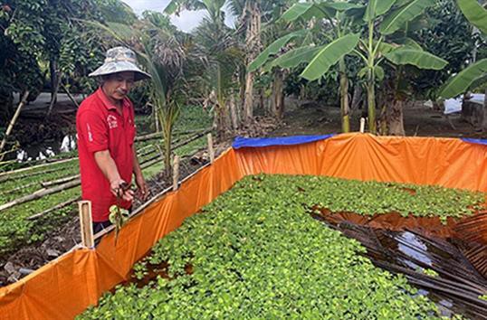 Hậu Giang: Thu nhập cao với mô hình nuôi cua đồng trong bể bạt