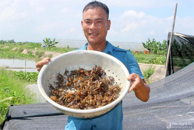 Thu bộn tiền nhờ thả cua trên ruộng lúa lớn