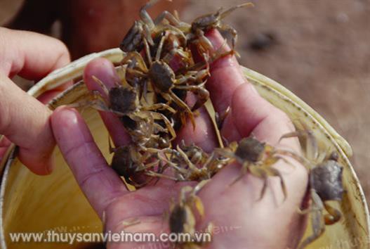 Hà Tĩnh: Hướng mới nuôi cua đồng thương phẩm