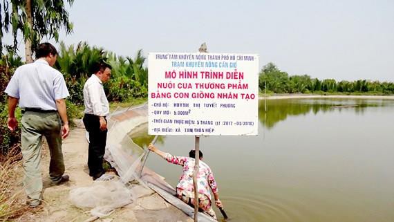 Nuôi cua thương phẩm bằng con giống nhân tạo