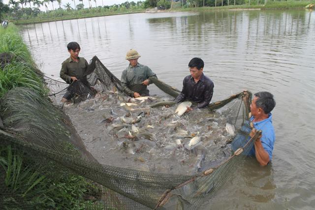 Bí quyết nuôi xen ghép trăm triệu: Lành thả trước, dữ theo sau