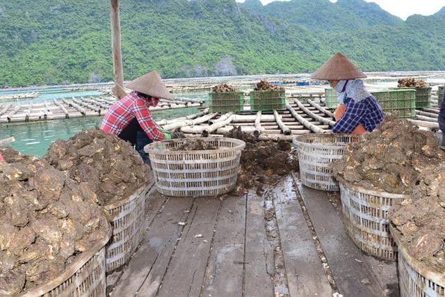 Ô nhiễm nguồn nước nuôi hàu ở Vân Đồn: Nguy cơ " mất cả chì lẫn chài"