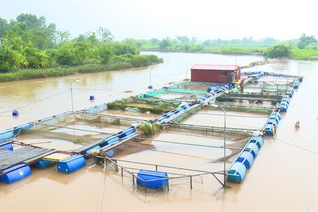 Bảo vệ an toàn nghề nuôi cá lồng trong mùa mưa bão