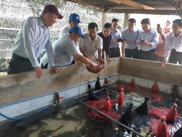 Ghé thăm trang trại nuôi lươn khủng nhất miền Tây