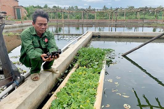 Làm giàu từ nuôi ốc nhồi thương phẩm