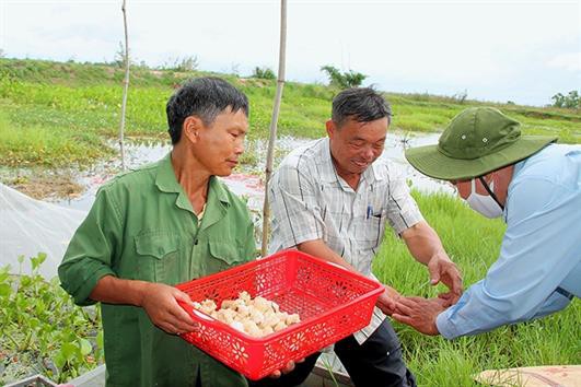 Thu tiền triệu mỗi ngày từ mô hình nuôi ốc nhồi