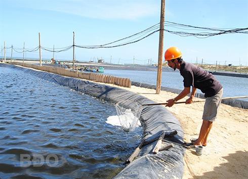 Quản lý chặt vùng nuôi tôm, ngừa dịch bệnh