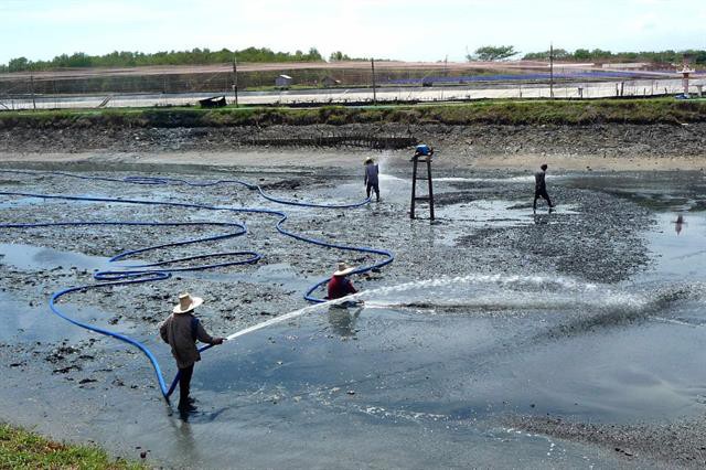 Sóc Trăng: Con tôm "khốn đốn" trước nợ xấu lên đến 639 tỷ đồng