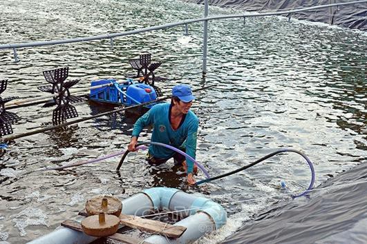 Phía sau những vụ tôm ngàn tấn: Siêu lợi nhuận - Lắm rủi ro