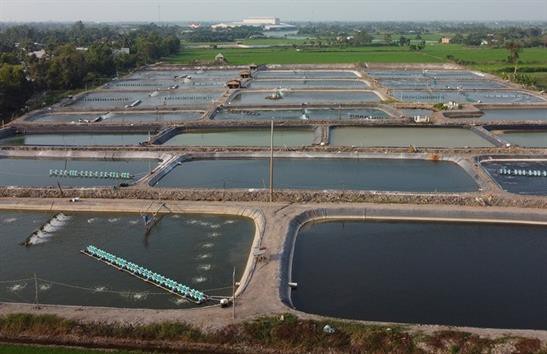 Nuôi tôm trái phép vì "siêu lợi nhuận"