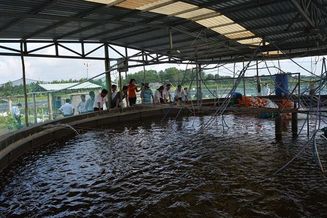 Long An: Nuôi tôm công nghệ cao trong bể trên cạn, sau gần 3 tháng bắt được 4 tấn