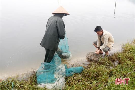 Nỗi lo tôm dịch bệnh sau trận lũ lịch sử