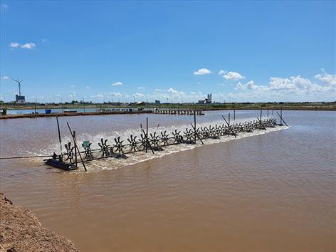 Bạc Liêu: Bùng nổ dự án nuôi tôm công nghệ cao, rồi... để đó