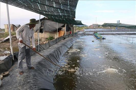 Thu tiền tỷ nhờ nuôi tôm công nghệ cao