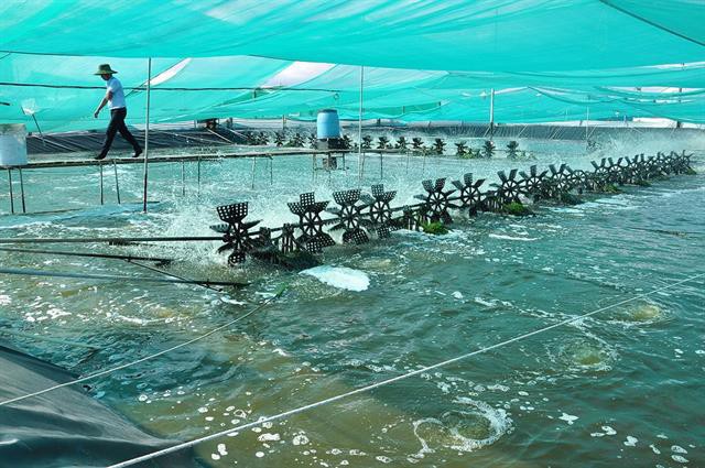 Việt Nam lần đầu tiên có trung tâm công nghiệp tôm