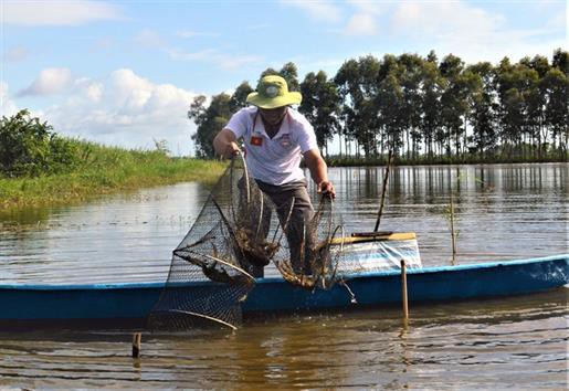 Nuôi tôm quảng canh cải tiến ít thay nước