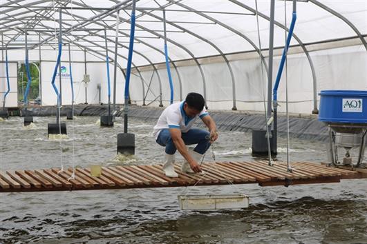 Nuôi tôm siêu thâm canh công nghệ cao