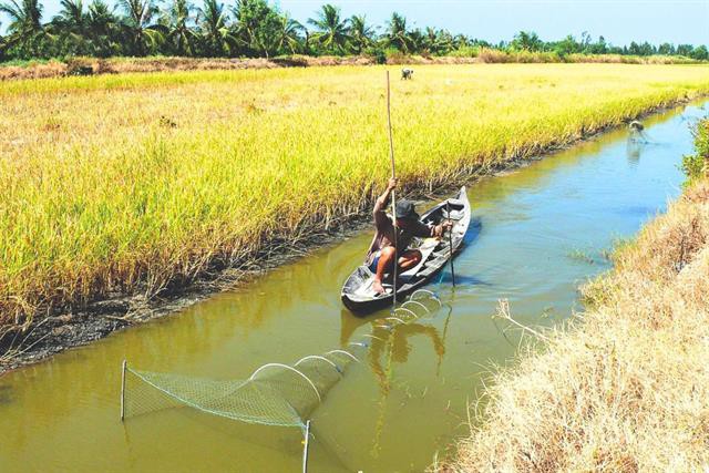 Tiết kiệm chi phí nhờ nuôi tôm sú thả lang