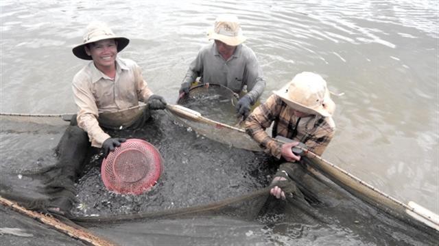 Bình Định: Nuôi tôm thắng lớn