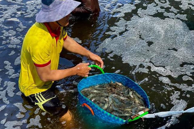 Mô hình nuôi tôm công nghệ cao vẫn có lãi trong mùa dịch